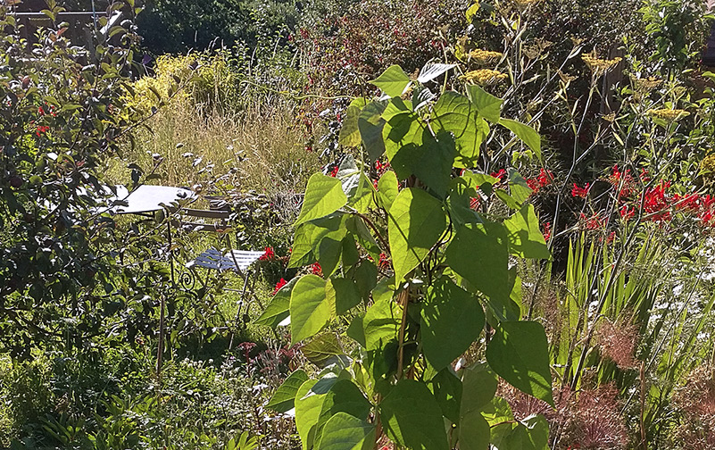 edible and ornamental planting